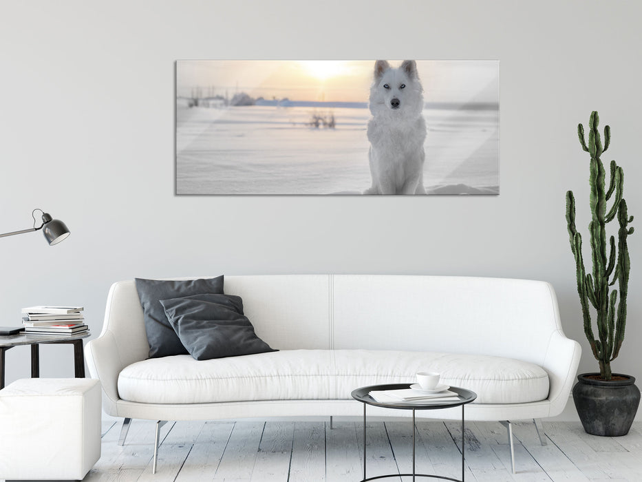 Weißer Wolf im Schnee, Glasbild Panorama