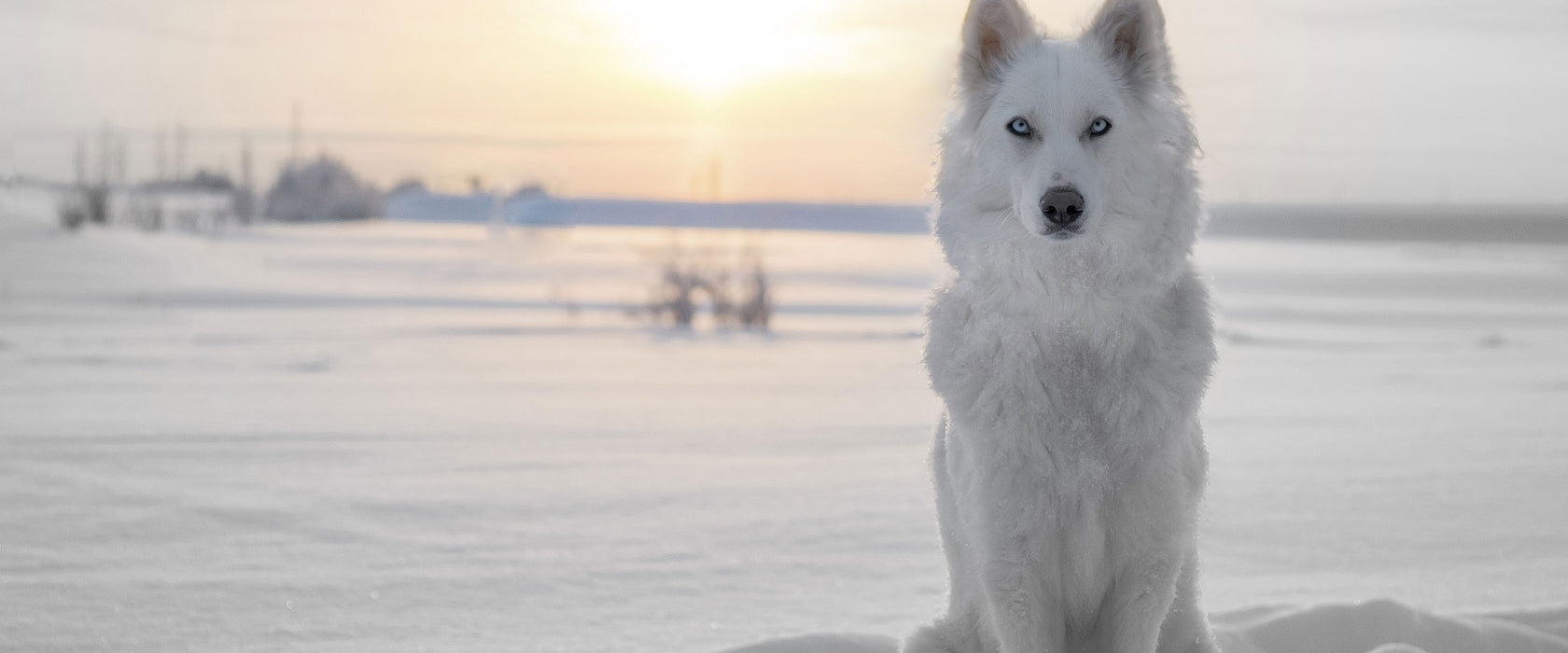 Weißer Wolf im Schnee, Glasbild Panorama