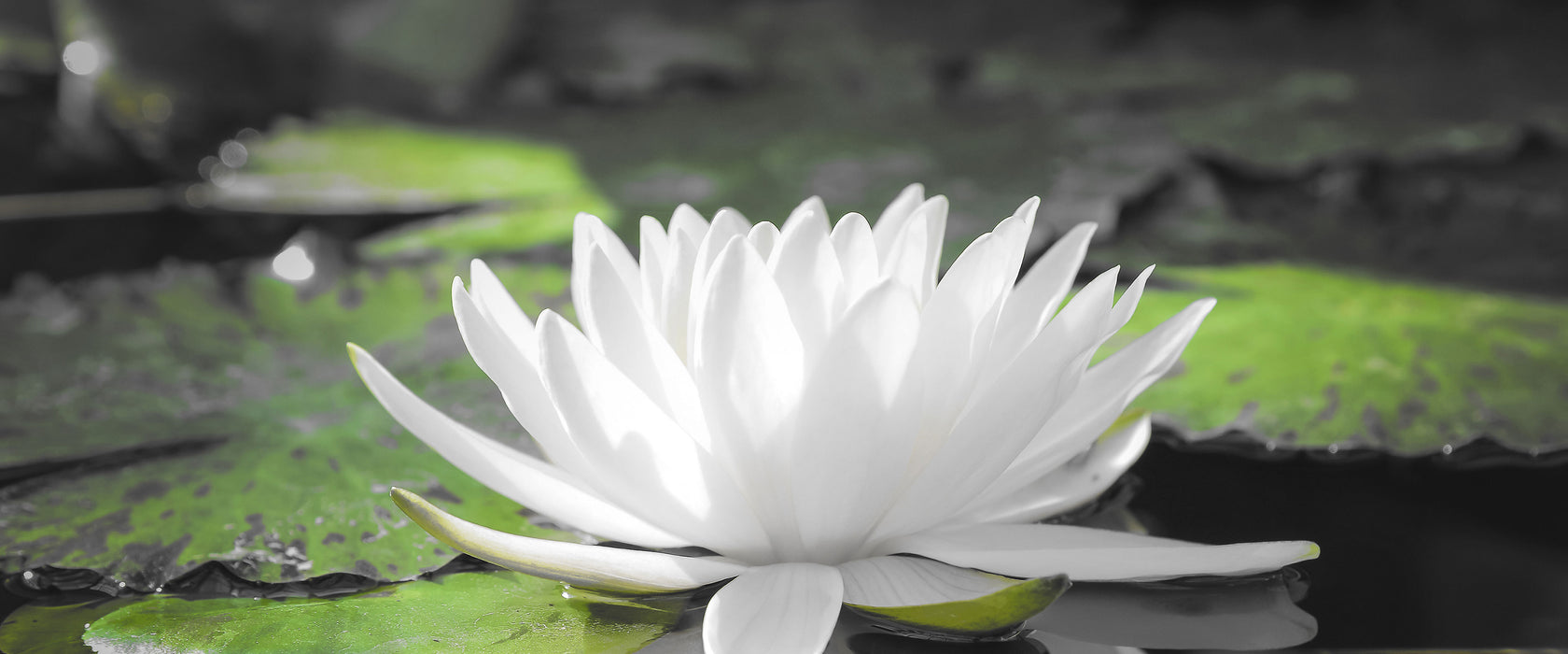 Weiße Lotusblume im Wasser, Glasbild Panorama