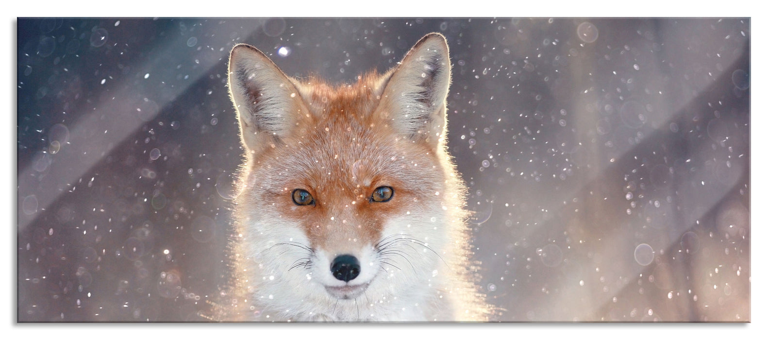 Pixxprint Roter Fuchs im Winter, Glasbild Panorama