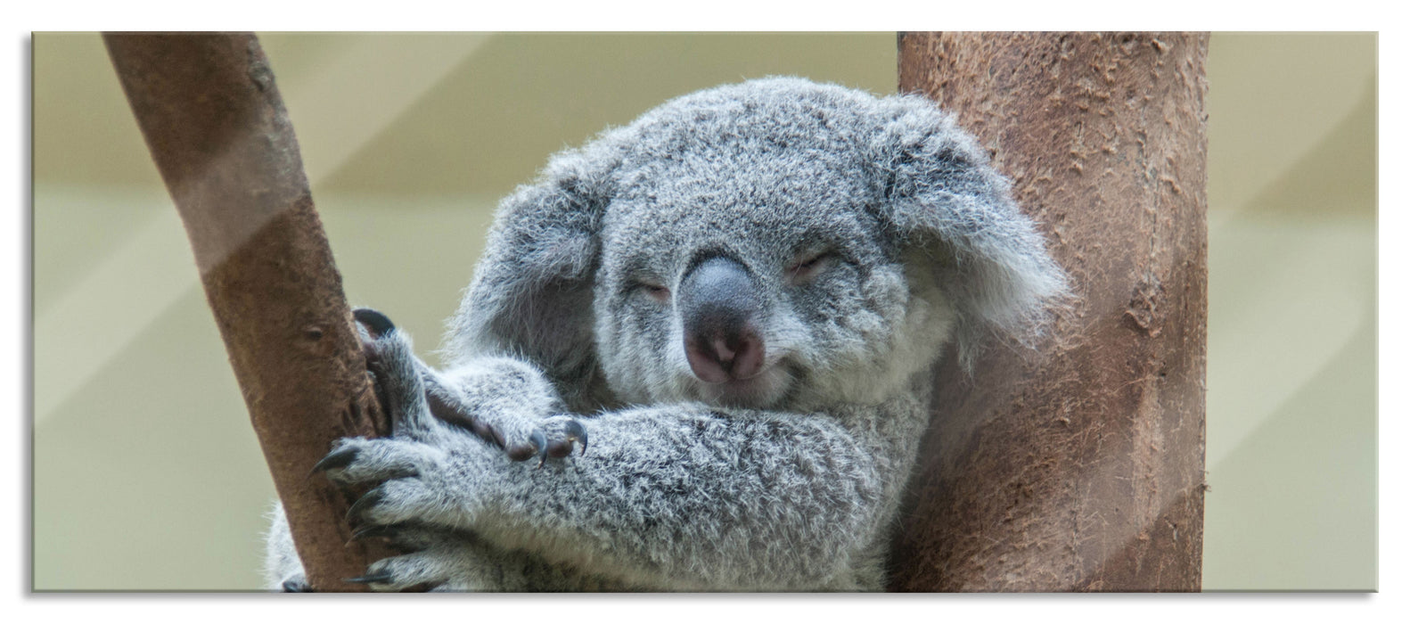 Pixxprint Schlafender Koala im Baum, Glasbild Panorama