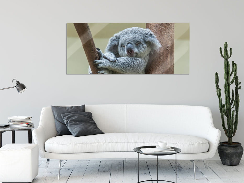 Schlafender Koala im Baum, Glasbild Panorama