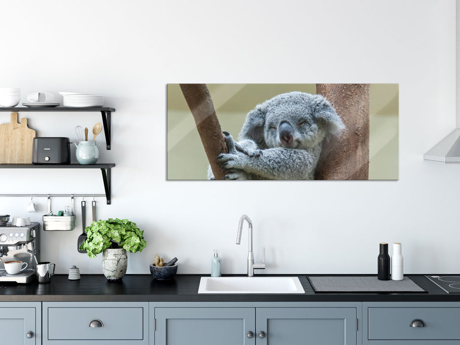 Schlafender Koala im Baum, Glasbild Panorama