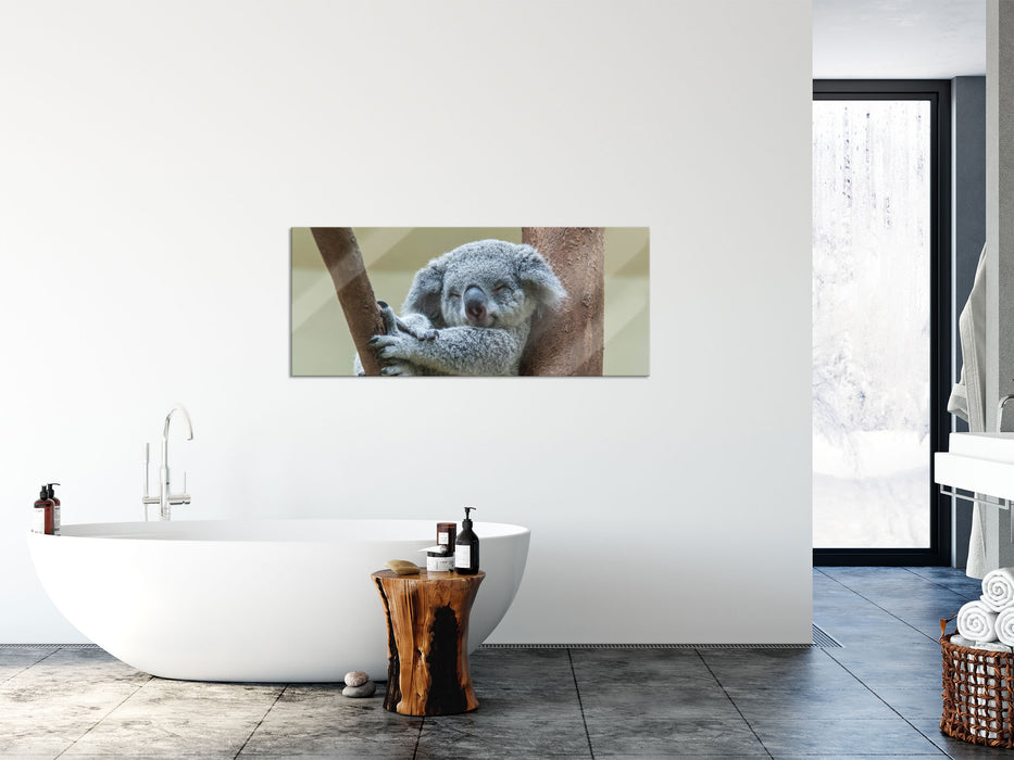 Schlafender Koala im Baum, Glasbild Panorama