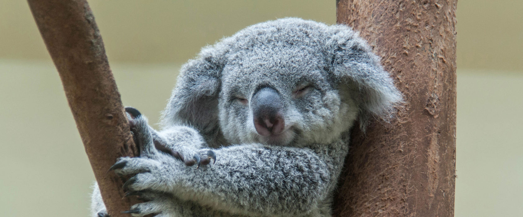 Schlafender Koala im Baum, Glasbild Panorama