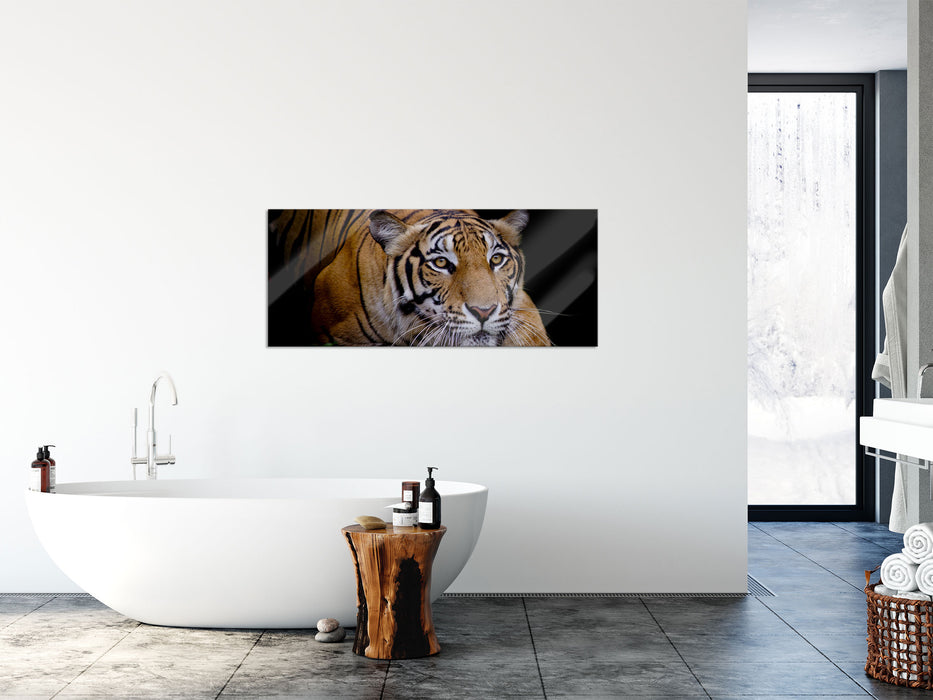 Mächtiger lauernder Tiger, Glasbild Panorama