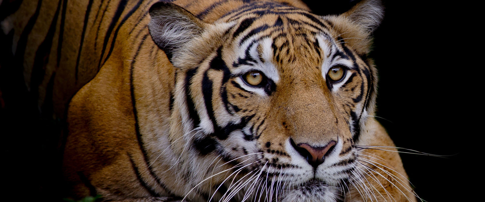 Mächtiger lauernder Tiger, Glasbild Panorama