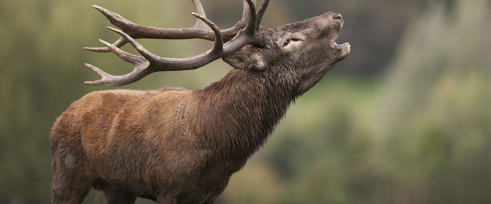 Röhrender Hirsch mit mächtigem Geweih, Glasbild Panorama