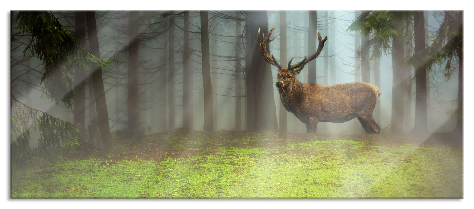 Pixxprint Hirsch auf Waldlichtung Sonnenstrahlen, Glasbild Panorama