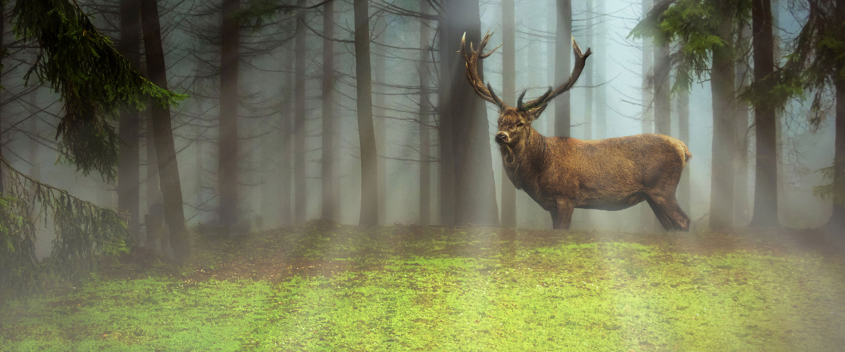 Hirsch auf Waldlichtung Sonnenstrahlen, Glasbild Panorama