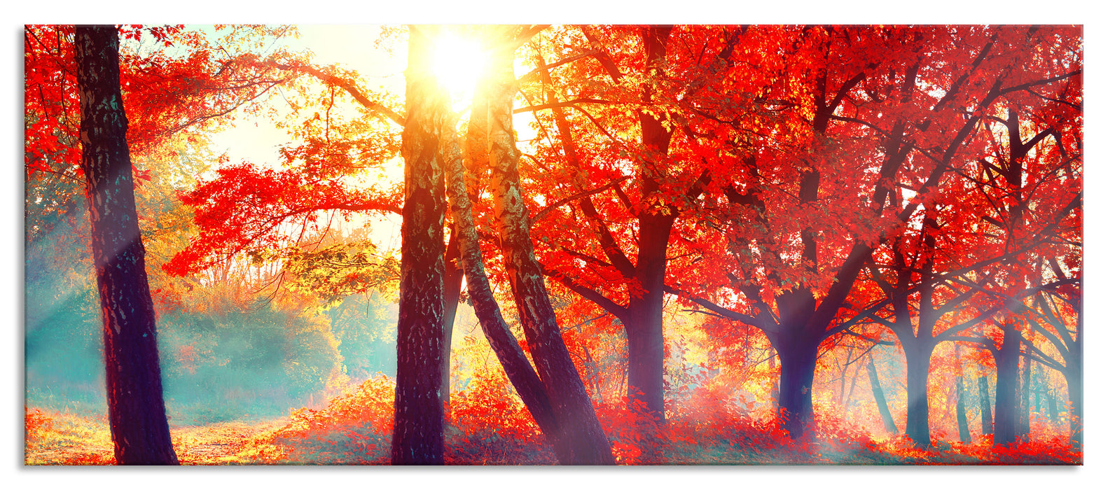 Pixxprint Bunte Herbstbäume sonnenbestrahlt, Glasbild Panorama