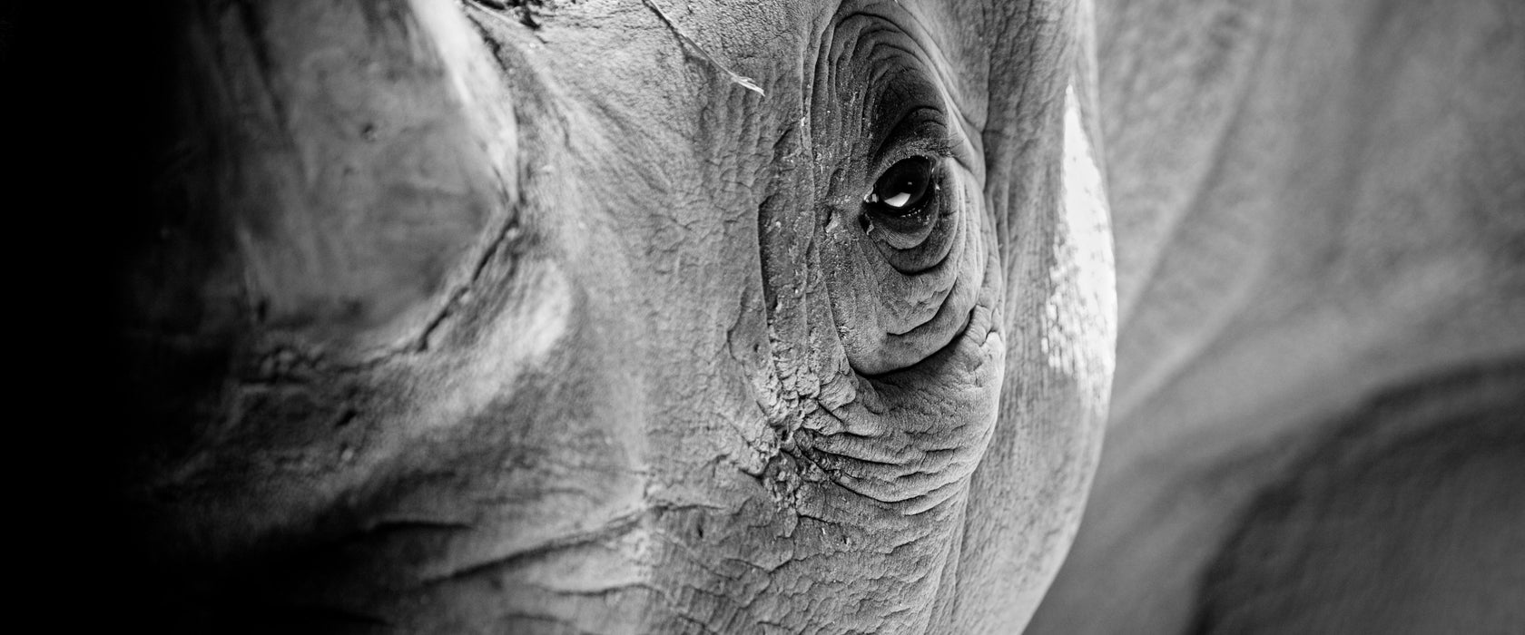 Nahaufnahme eines Nashorn Schwarz-weiß, Glasbild Panorama