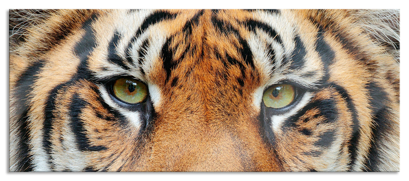 Pixxprint Nahaufnahme Sumatra Tiger, Glasbild Panorama