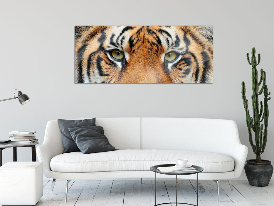 Nahaufnahme Sumatra Tiger, Glasbild Panorama