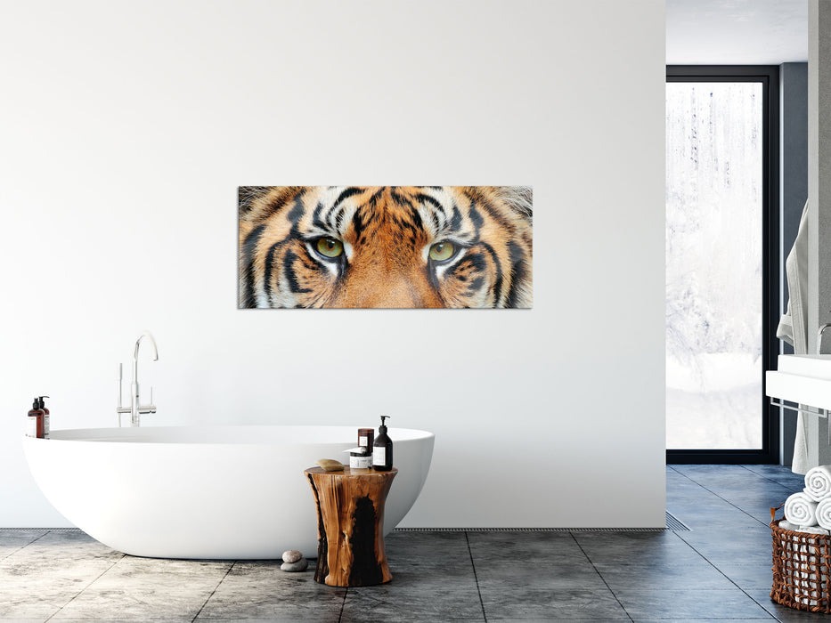 Nahaufnahme Sumatra Tiger, Glasbild Panorama