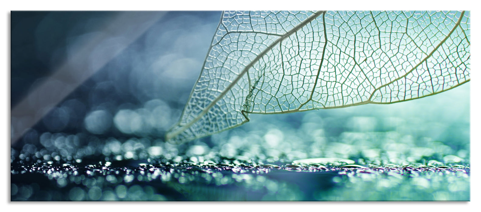 Pixxprint Nahaufnahme weißes Blattgerüst im Regen, Glasbild Panorama