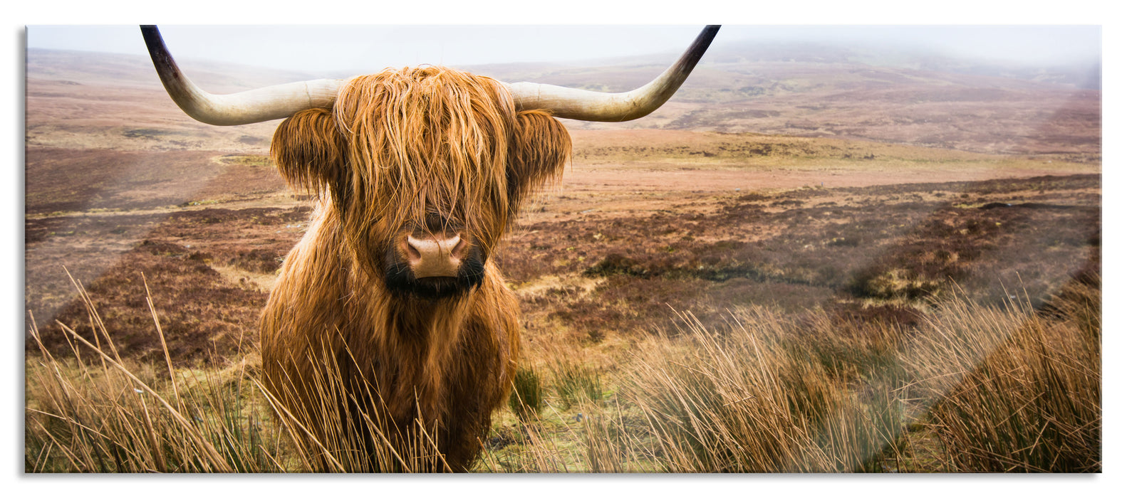 Pixxprint Highland Rind mit großen Hörnern Steppe, Glasbild Panorama