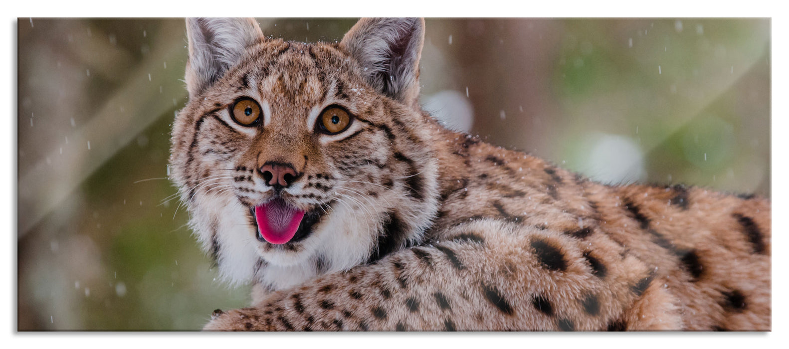 Pixxprint Luchs auf schneebedecktem Baumstumpf, Glasbild Panorama