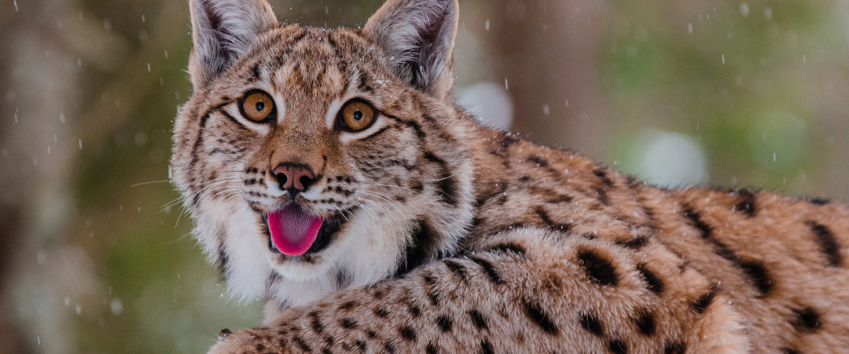 Luchs auf schneebedecktem Baumstumpf, Glasbild Panorama