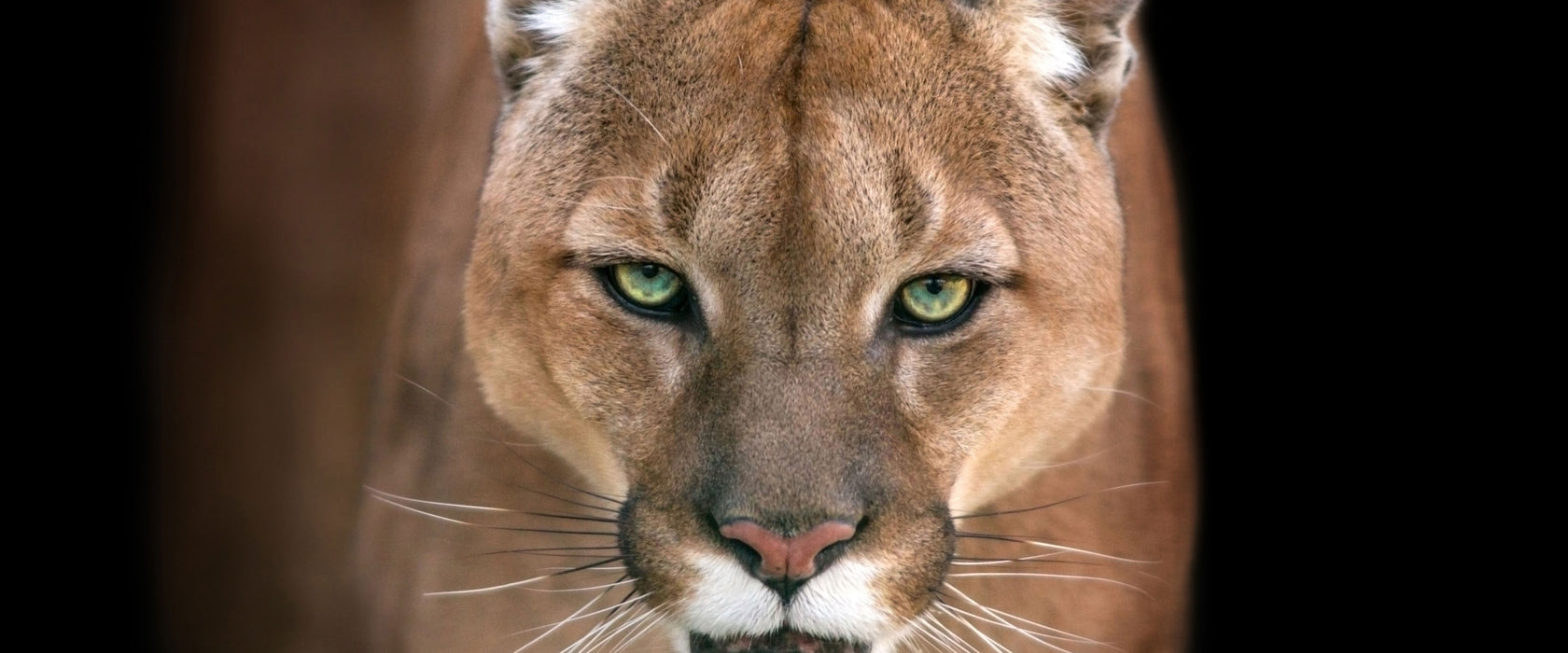 Bedrohlicher Puma Nahaufnahme, Glasbild Panorama