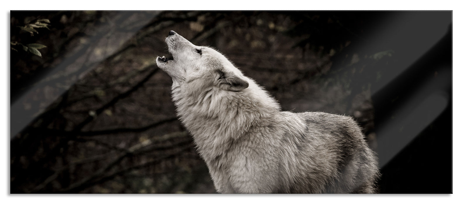 Pixxprint Weißer heulender Wolf im Wald, Glasbild Panorama