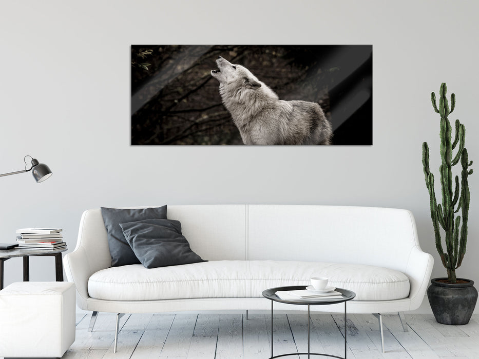 Weißer heulender Wolf im Wald, Glasbild Panorama