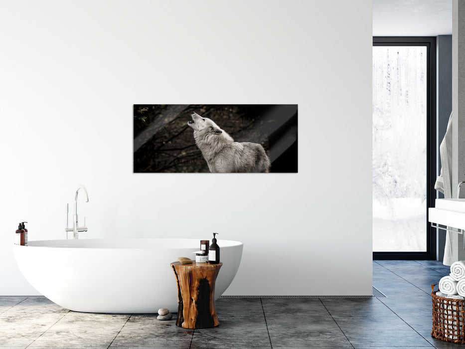 Weißer heulender Wolf im Wald, Glasbild Panorama