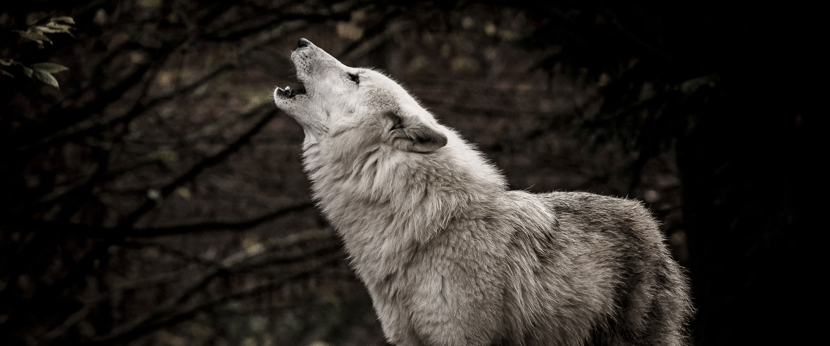 Weißer heulender Wolf im Wald, Glasbild Panorama