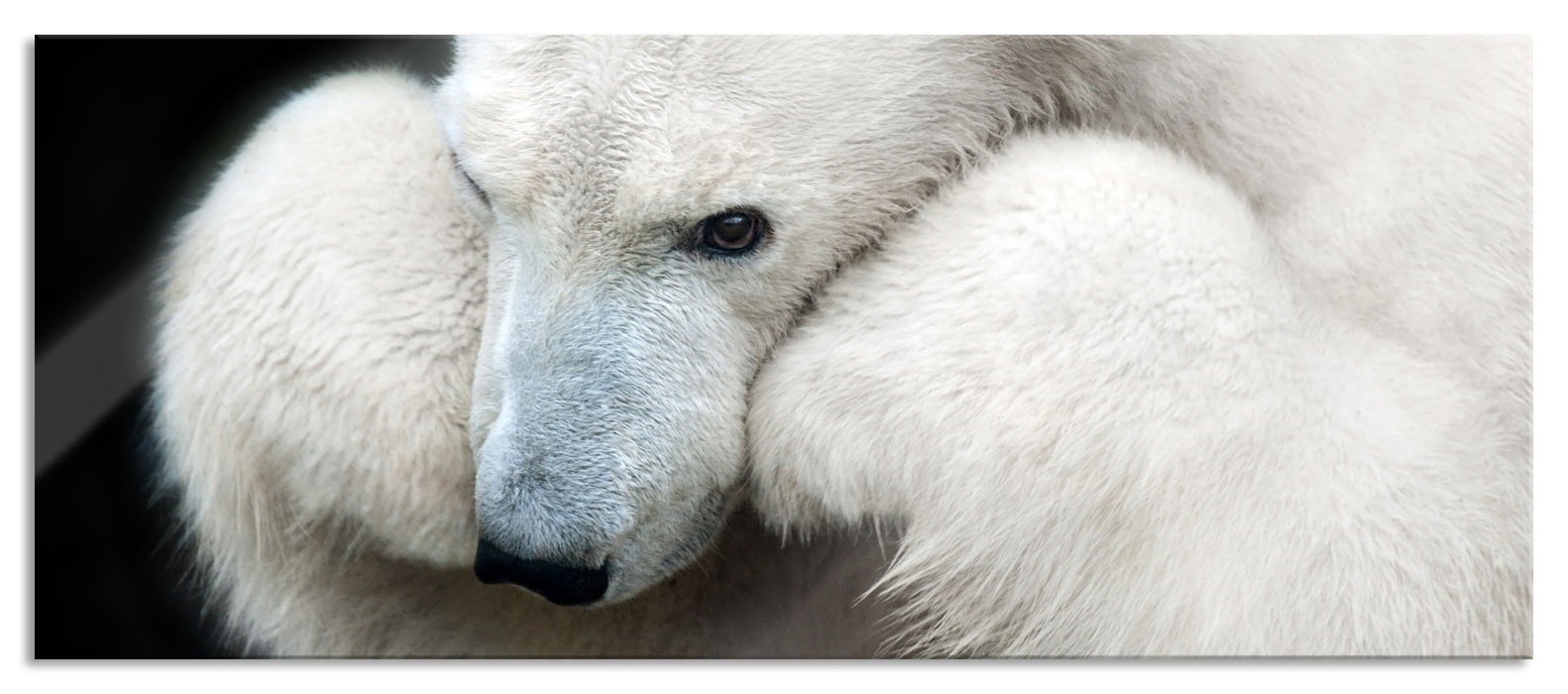 Pixxprint Grübelnder Eisbär stützt sich auf Pfoten, Glasbild Panorama