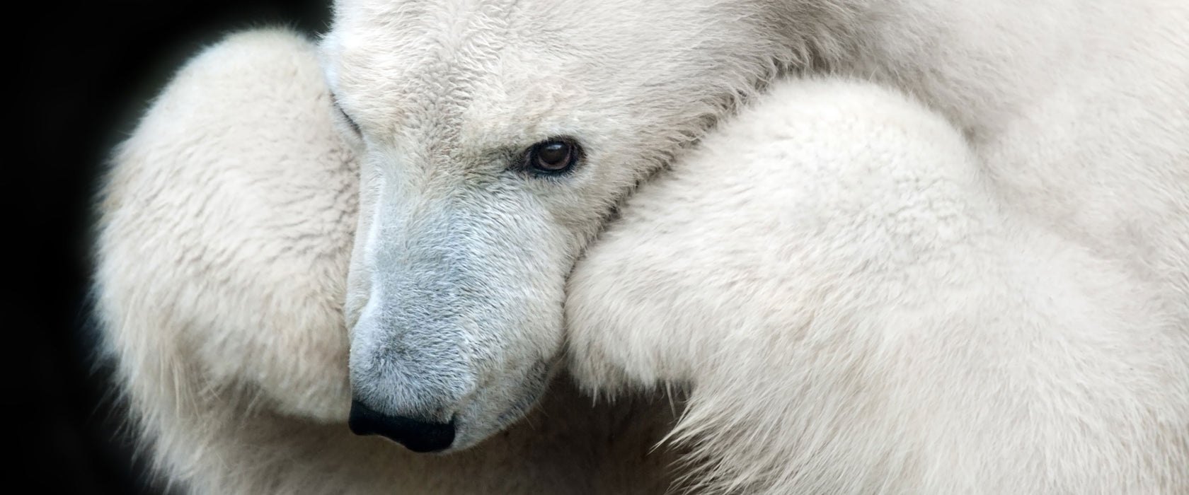 Grübelnder Eisbär stützt sich auf Pfoten, Glasbild Panorama