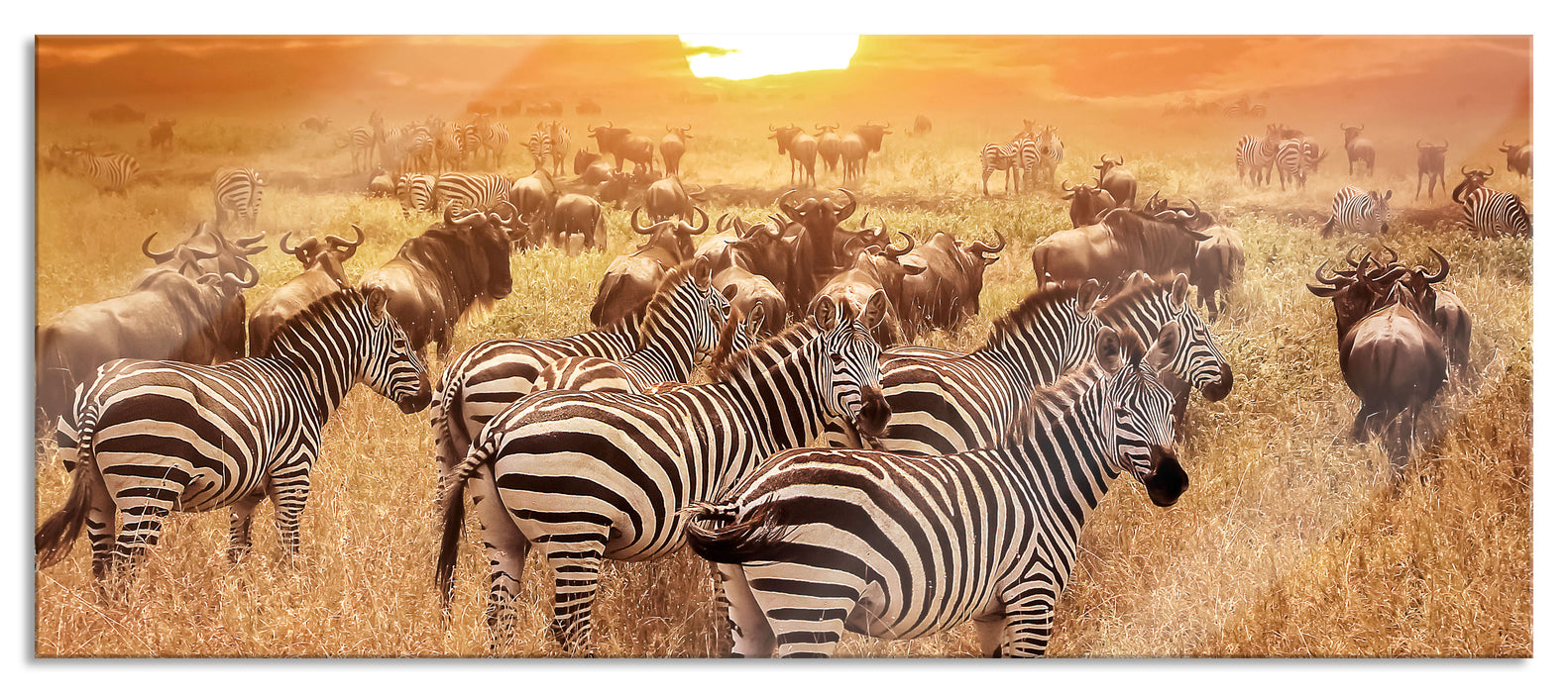 Pixxprint Zebraherde Savanne bei Sonnenuntergang, Glasbild Panorama