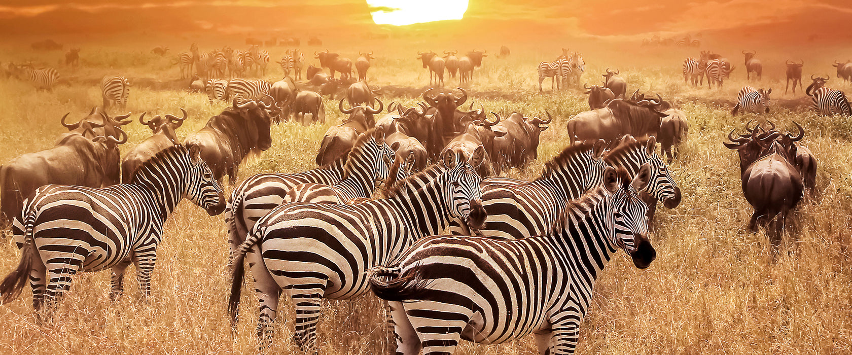 Zebraherde Savanne bei Sonnenuntergang, Glasbild Panorama