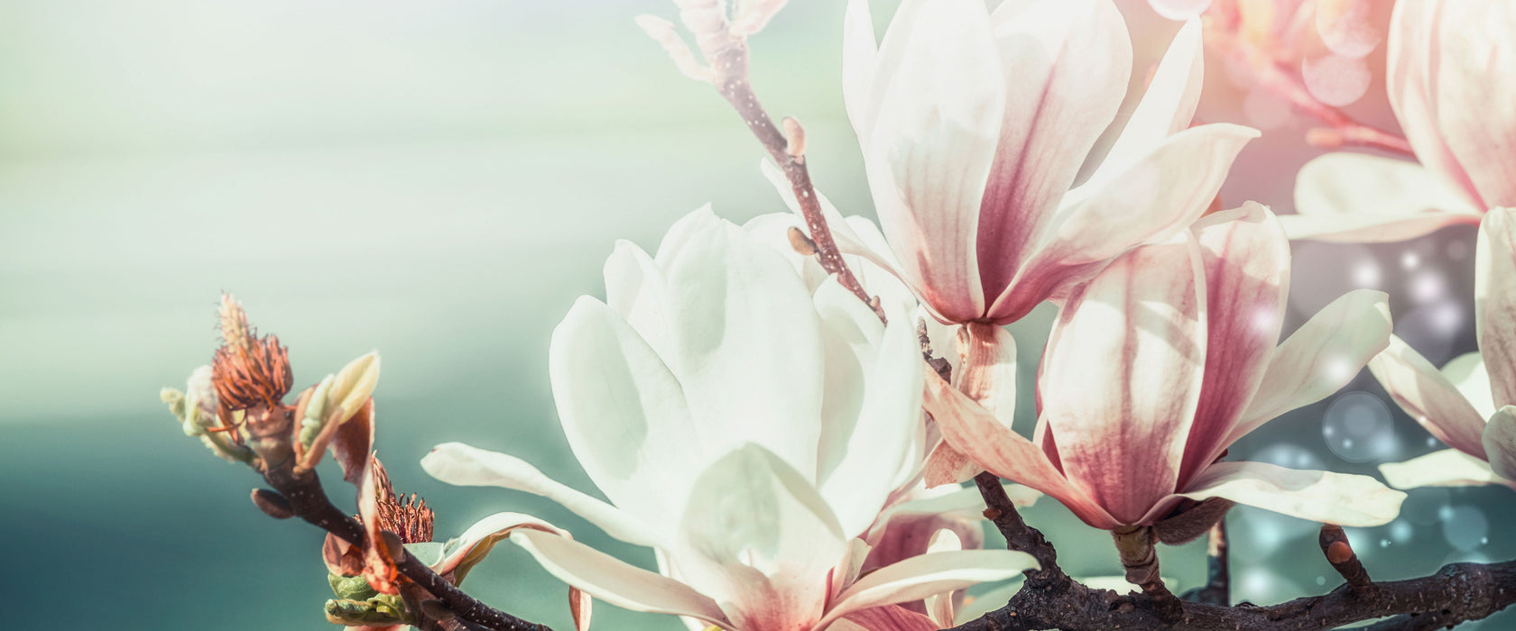 Wunderschöne Magnolien Nahaufnahme, Glasbild Panorama