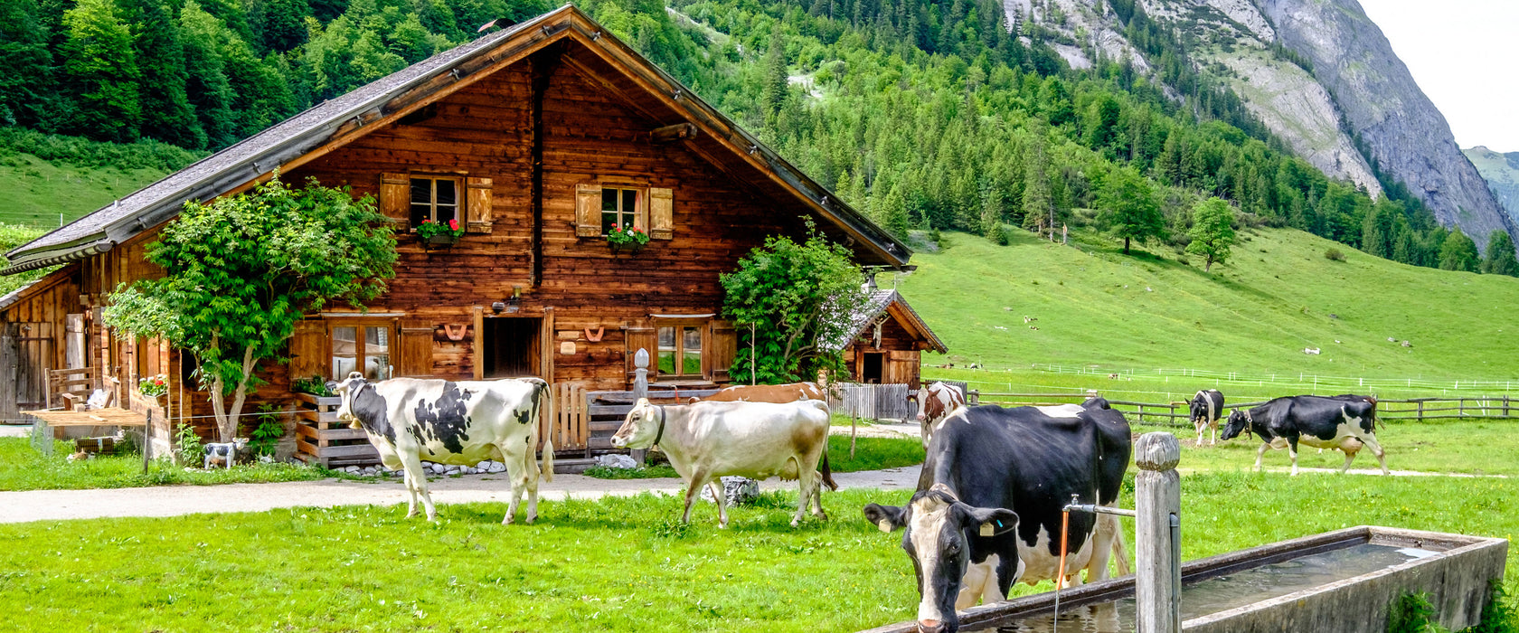 Kühe vor Blochhütte auf Albenweide, Glasbild Panorama