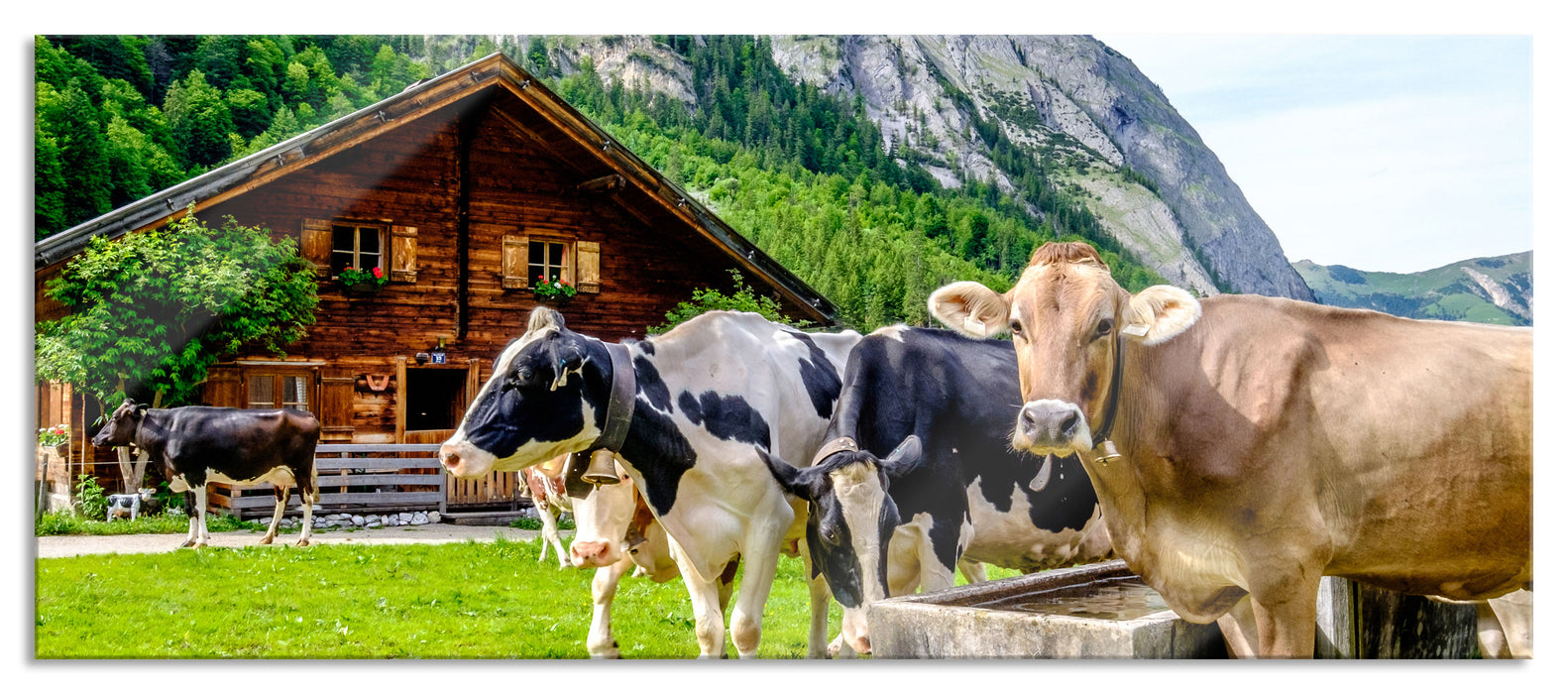 Pixxprint Kühe auf Almwiese am Trog, Glasbild Panorama