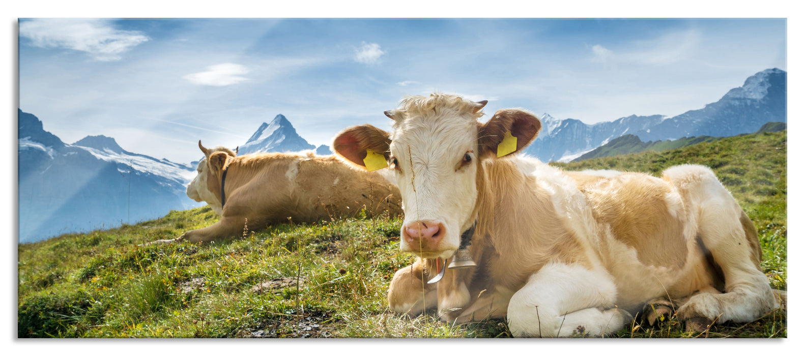 Pixxprint Simmentaler Kühe vor Schweizer Alpen, Glasbild Panorama