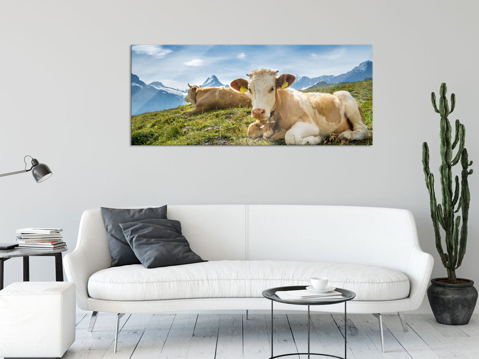 Simmentaler Kühe vor Schweizer Alpen, Glasbild Panorama