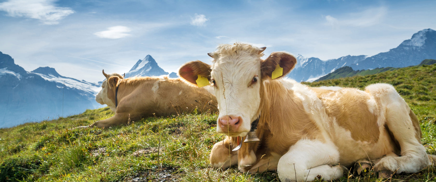 Simmentaler Kühe vor Schweizer Alpen, Glasbild Panorama