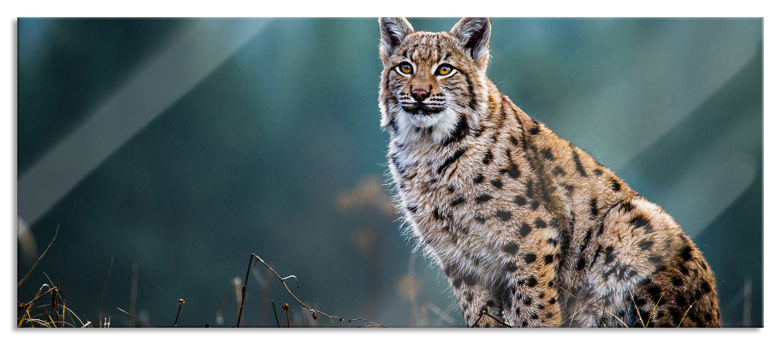 Pixxprint Europäischer Luchs auf Wiese, Glasbild Panorama