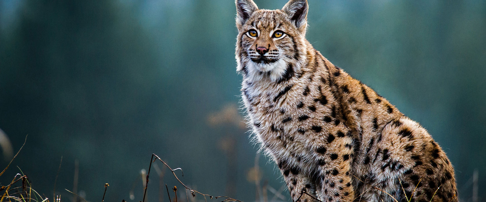 Europäischer Luchs auf Wiese, Glasbild Panorama