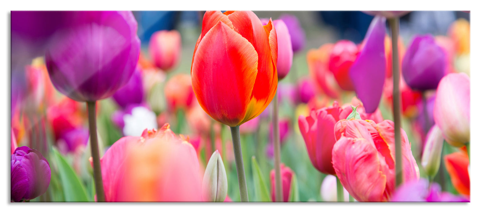 Pixxprint Bunte holländische Tulpen Nahaufnahme, Glasbild Panorama