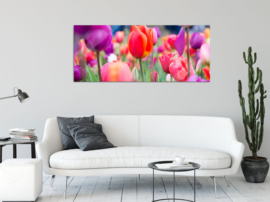 Bunte holländische Tulpen Nahaufnahme, Glasbild Panorama