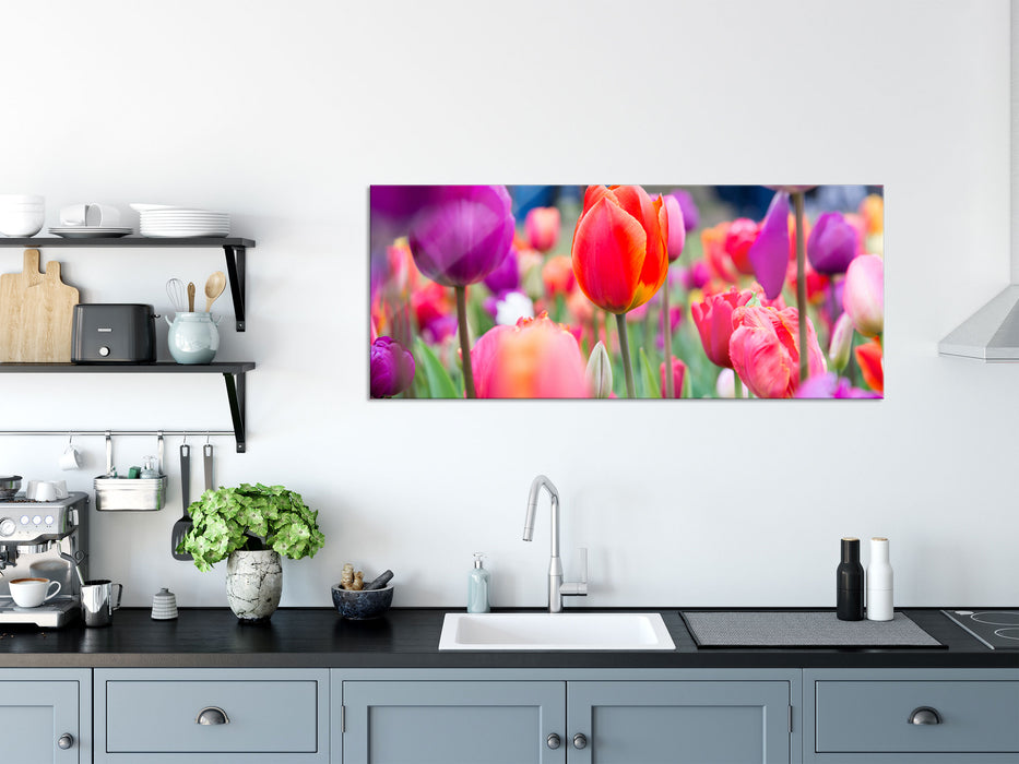 Bunte holländische Tulpen Nahaufnahme, Glasbild Panorama