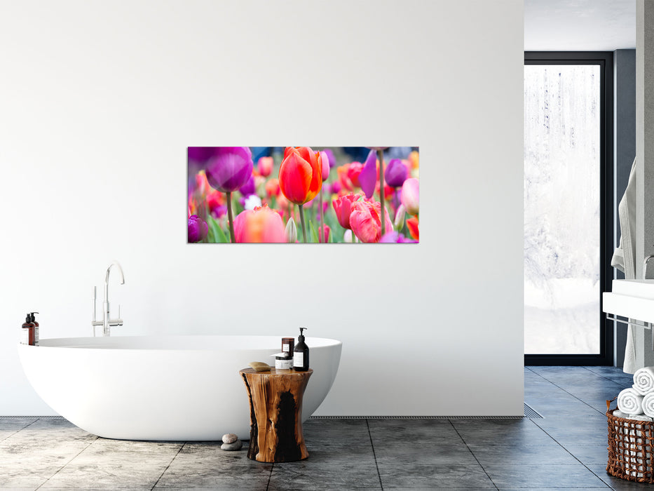 Bunte holländische Tulpen Nahaufnahme, Glasbild Panorama