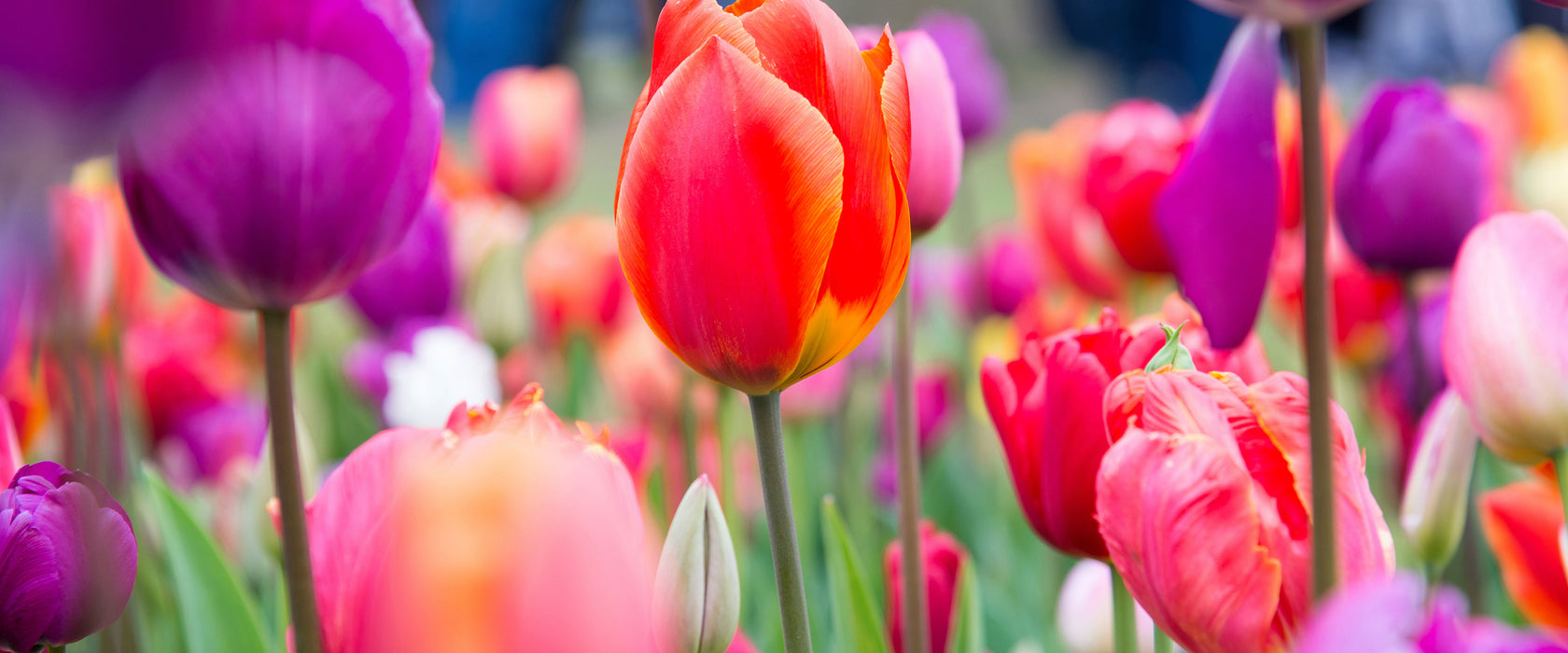 Bunte holländische Tulpen Nahaufnahme, Glasbild Panorama