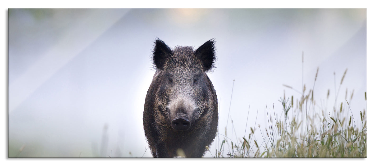 Pixxprint Wildschweinauf einer Wiese im Nebel, Glasbild Panorama