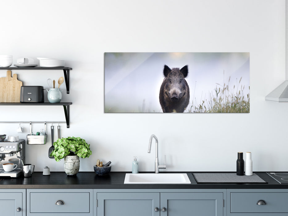 Wildschweinauf einer Wiese im Nebel, Glasbild Panorama