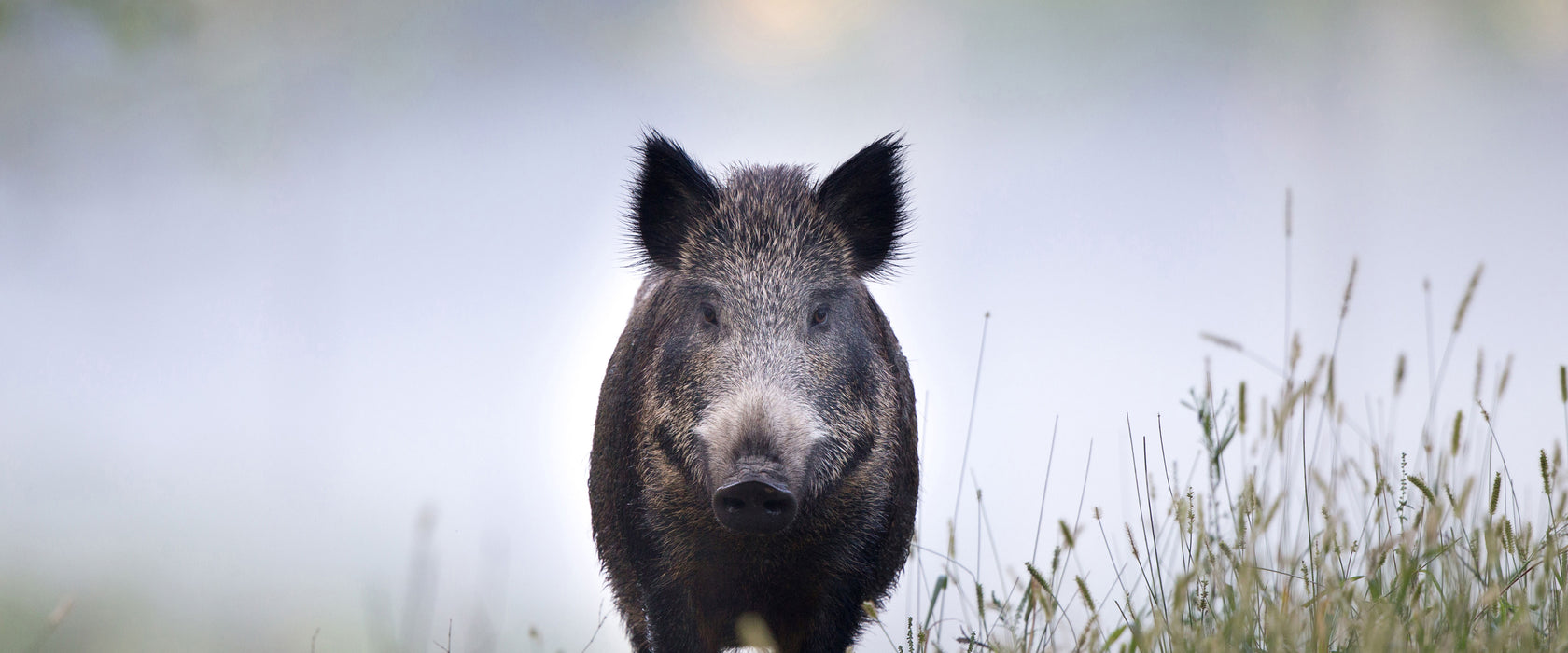 Wildschweinauf einer Wiese im Nebel, Glasbild Panorama