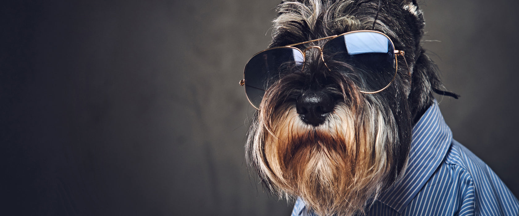 Lustiger Hund mit Hemd und Sonnenbrille, Glasbild Panorama