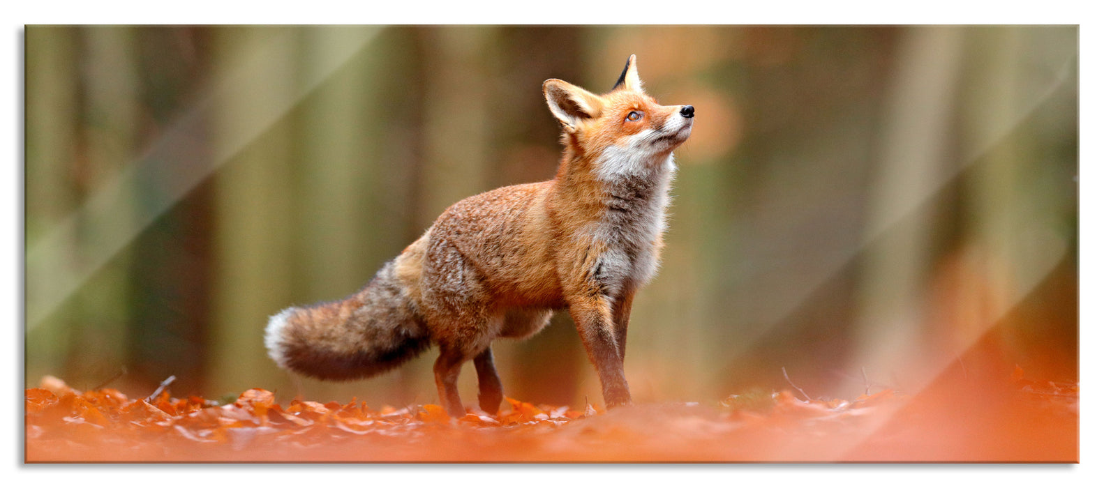 Pixxprint Neugieriger Fuchs im Herbstwald, Glasbild Panorama